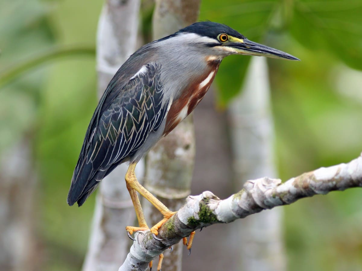 Striated Heron (Little Heron)